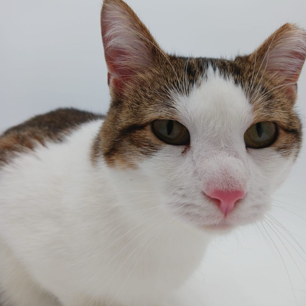 Panda is a Domestic Short Hair mix cat, available for adoption in Springfield, MO.