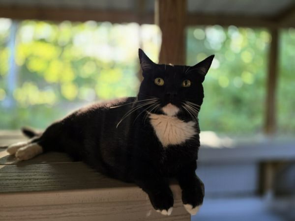 Sky Lucas is a Domestic Short Hair and Tuxedo cat, available for adoption in North East, MD.