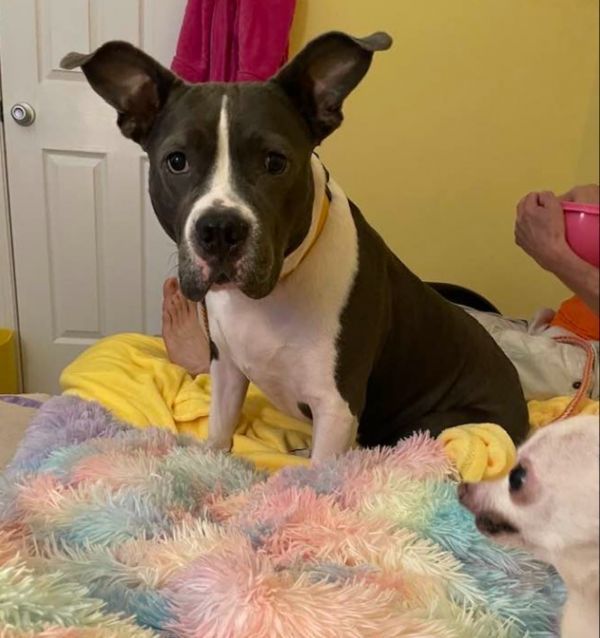 Ky Ky is a Pit Bull Terrier mix dog, available for adoption in Florissant, MO.