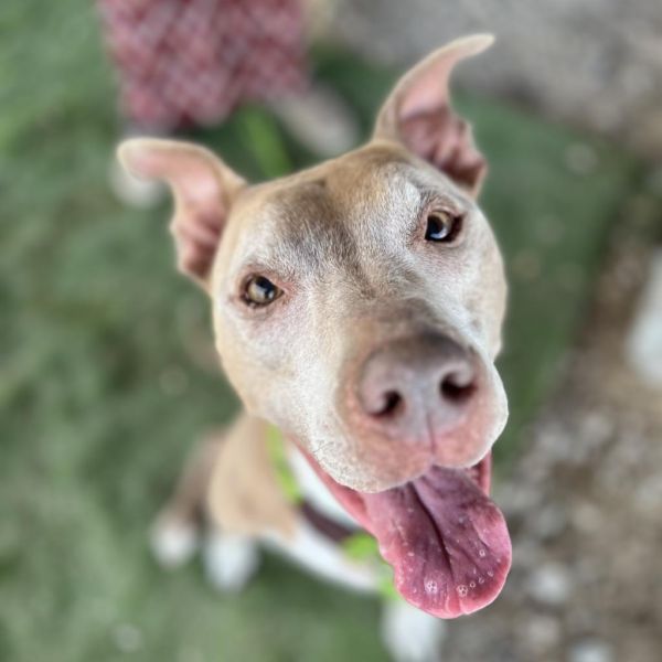Zoey is a Pit Bull Terrier dog, available for adoption in Pahrump, NV.