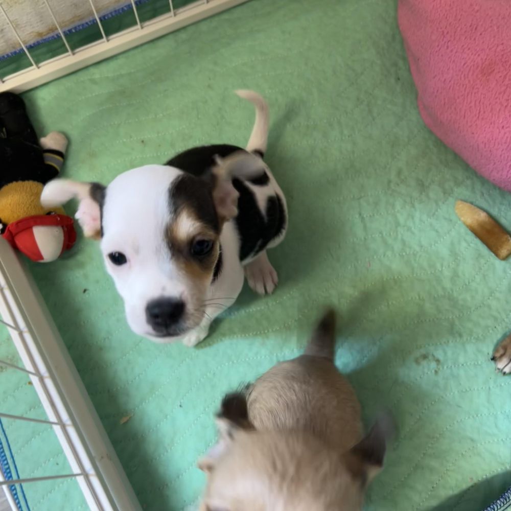 Mark is a Chihuahua dog, available for adoption in Chickasha, OK.