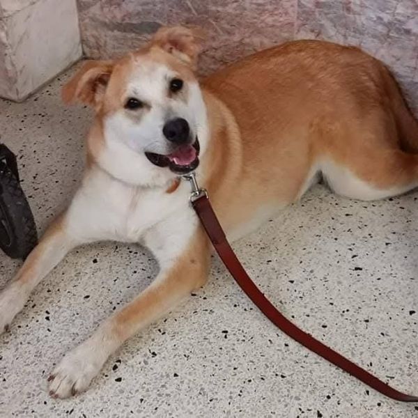 Lizzie is a Mixed Breed dog, available for adoption in Lima, OH.