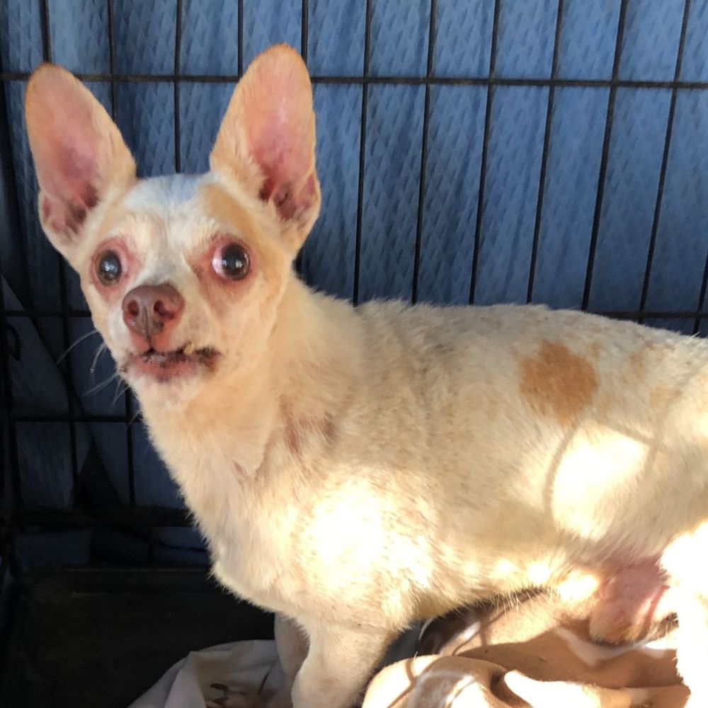 Chico is a Chihuahua dog, available for adoption in Las Jarretaderas, NAY.
