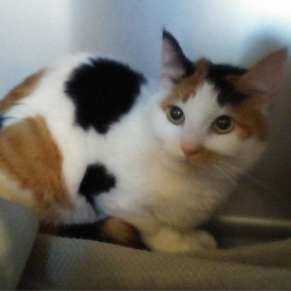 Sophie is a Domestic Short Hair cat, available for adoption in Meridian, ID.
