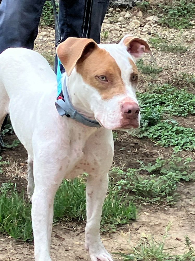 SPARK-Endless Entertainment is a Pit Bull Terrier and Mixed Breed dog, available for adoption in Hamilton, TX.