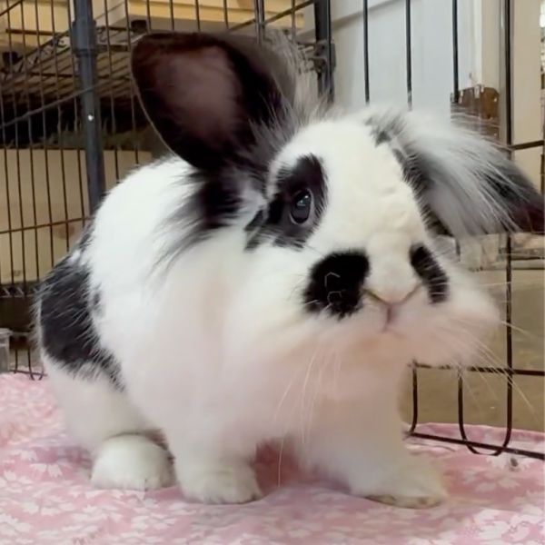 Sunny is a Bunny Rabbit available for adoption in San Francisco, CA.
