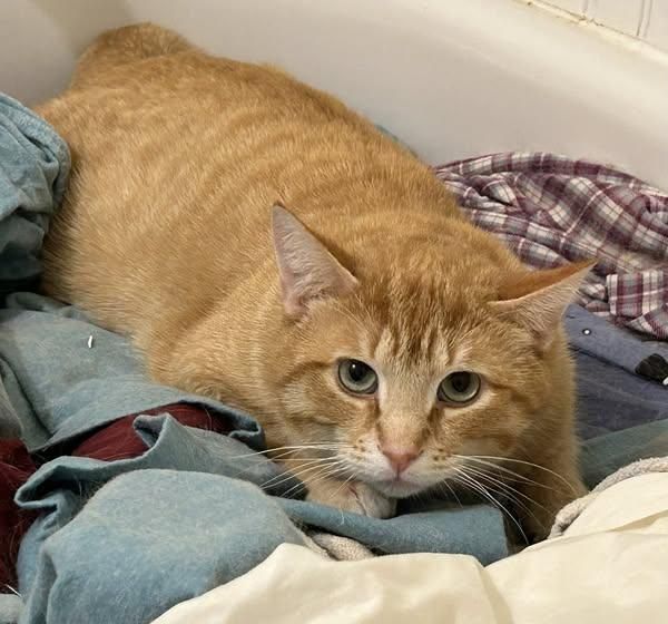 Butter is a Domestic Short Hair cat, available for adoption in Spencerville, ON.