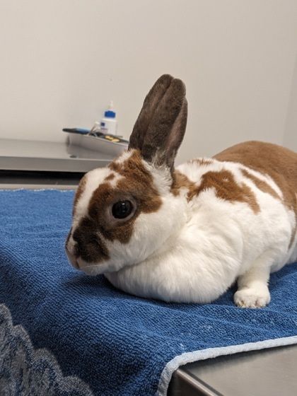 Mrs. Butterworth is a Mini Rex and Rex rabbit, available for adoption in Cleveland, OH.