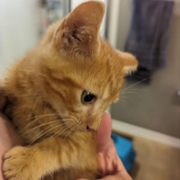 Miso (AKA Paul) is a Domestic Short Hair cat, available for adoption in Winchester, VA.