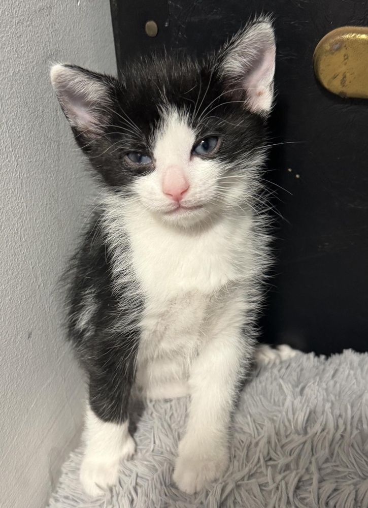 Garnet is a Domestic Short Hair cat, available for adoption in Port Washington, WI.