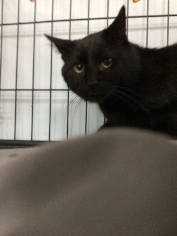 Wayne is a Domestic Short Hair cat, available for adoption in Logansport , IN.