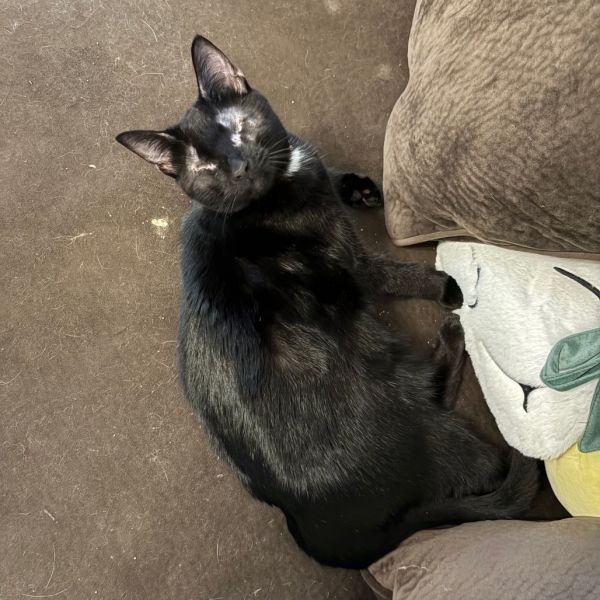 Inky - SPECIAL NEEDS - Blind is a Domestic Short Hair cat, available for adoption in Union, MO.