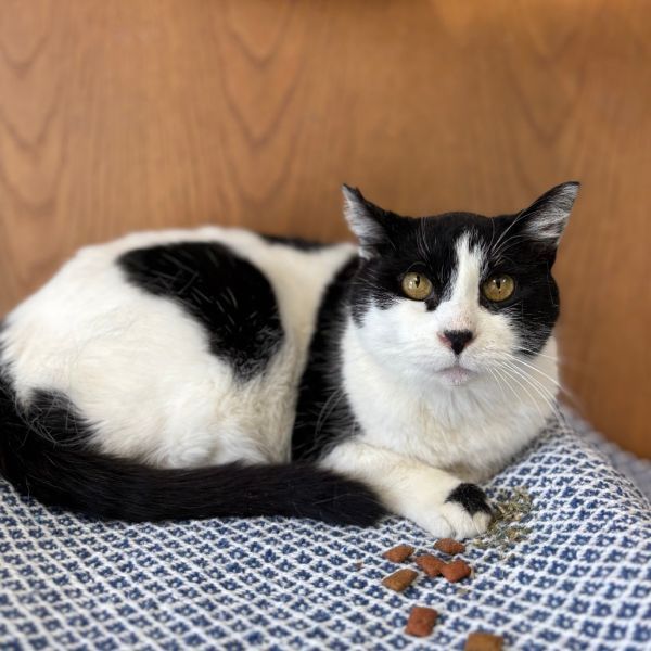 Chickpea--In Foster is a Domestic Short Hair cat, available for adoption in Fargo, ND.