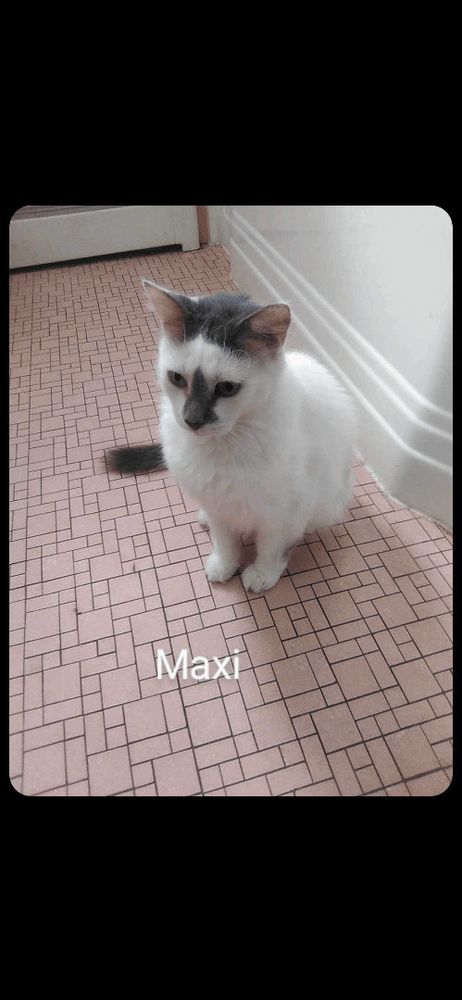 Maxi- loving  is a Domestic Medium Hair cat, available for adoption in West Chester, PA.