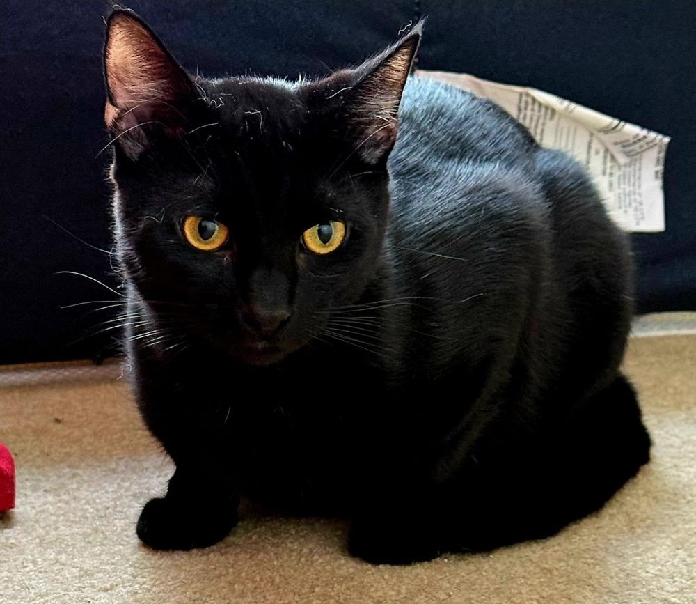 Winston is a Domestic Short Hair cat, available for adoption in Huntington Beach, CA.