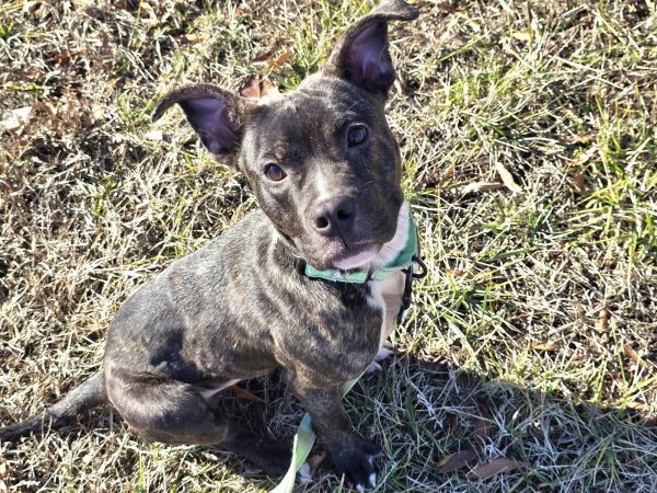 Gonzo is a Pit Bull Terrier mix dog, available for adoption in Millersville, MD.