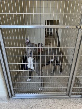 Snugs is a Pit Bull Terrier and Mixed Breed dog, available for adoption in Fishers, IN.