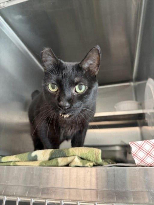 NEGRITA is a Domestic Short Hair cat, available for adoption in Van Nuys, CA.
