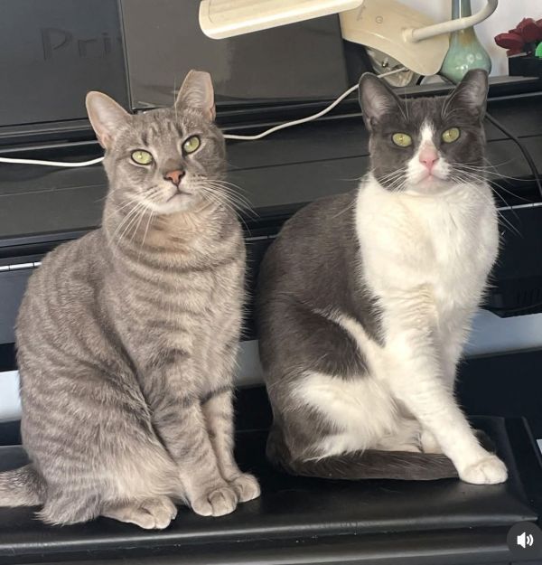 Big Boy and Mr. Man is a Domestic Short Hair cat, available for adoption in Brooklyn, NY.