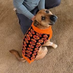 Kiki (Courtesy Post) is a Boxer and Mastiff dog, available for adoption in Friday Harbor, WA.