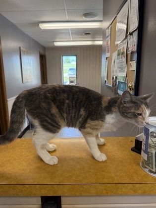 Pastel is a Domestic Short Hair cat, available for adoption in Fergus Falls, MN.