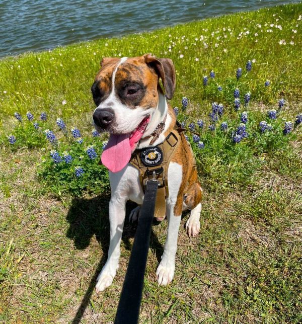 Rosco IV is a Boxer dog, available for adoption in Hewitt, TX.