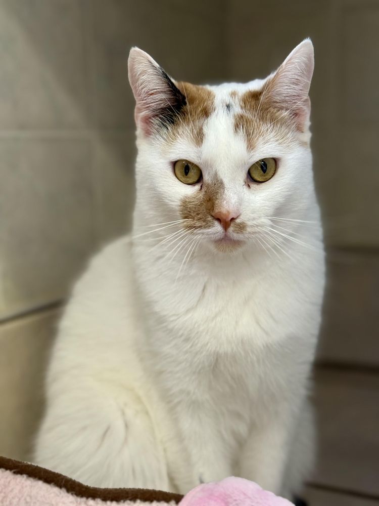Emerald is a Domestic Short Hair mix cat, available for adoption in Ilderton, ON.