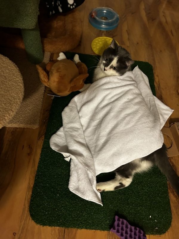 Mischief is a Domestic Short Hair cat, available for adoption in Chicago, IL.