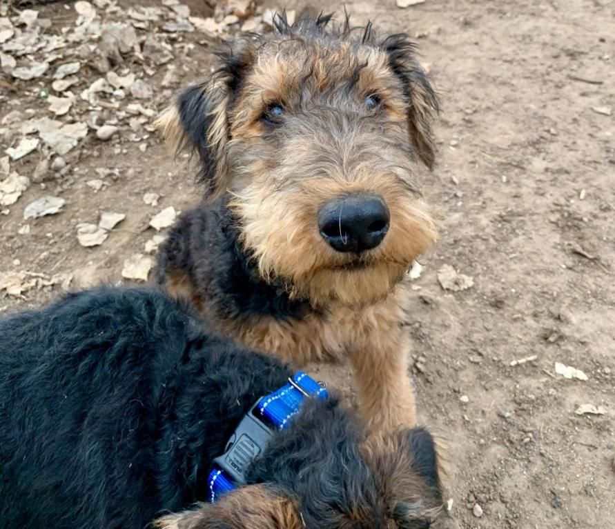 Franz is a Airedale Terrier dog, available for adoption in Mead, CO.