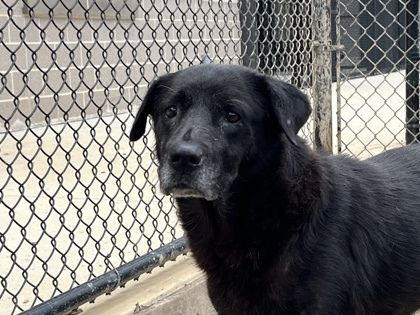 Bamboo is a Mixed Breed dog, available for adoption in Atlanta, GA.