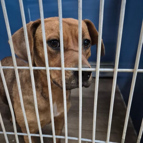 Wendy is a Terrier mix dog, available for adoption in Montgomery, AL.