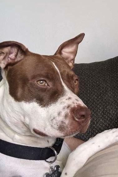 Lily OS 0420 is a German Shorthaired Pointer and Pit Bull Terrier dog, available for adoption in West Bloomfield, MI.