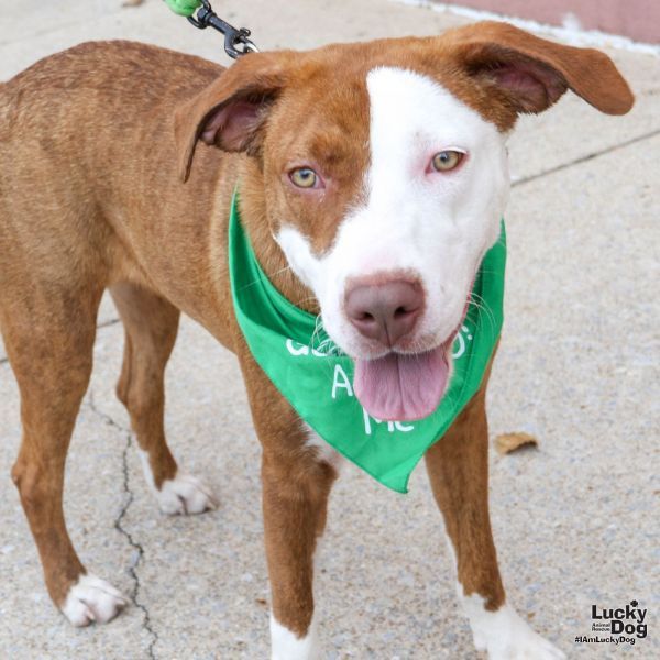 Indigo is a Foxhound and Pointer dog, available for adoption in Washington, DC.