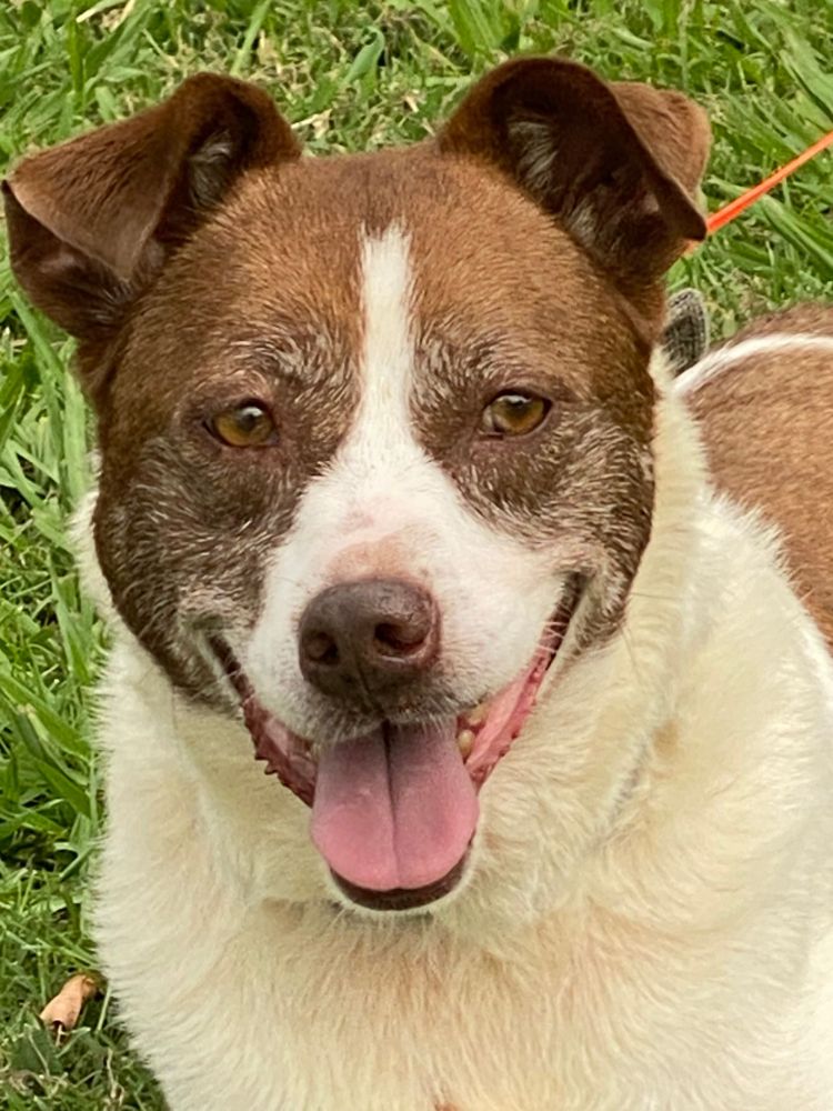 Winston Mexia (Courtesy Post) is a Mixed Breed dog, available for adoption in Murphy, TX.