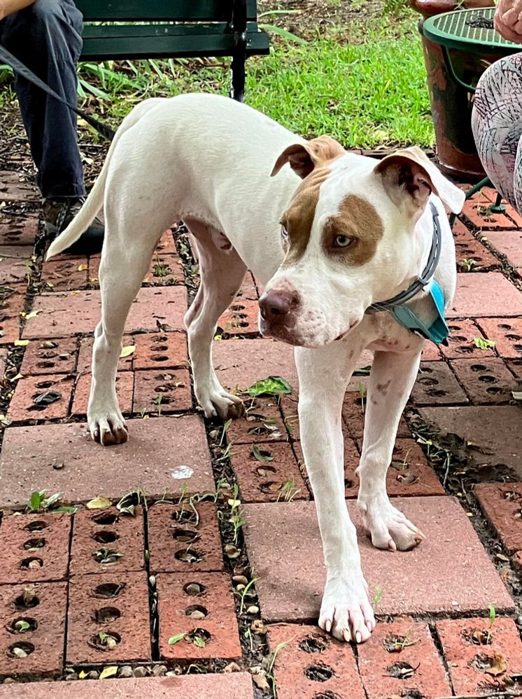 SPARK-Endless Entertainment is a Pit Bull Terrier and Mixed Breed dog, available for adoption in Hamilton, TX.