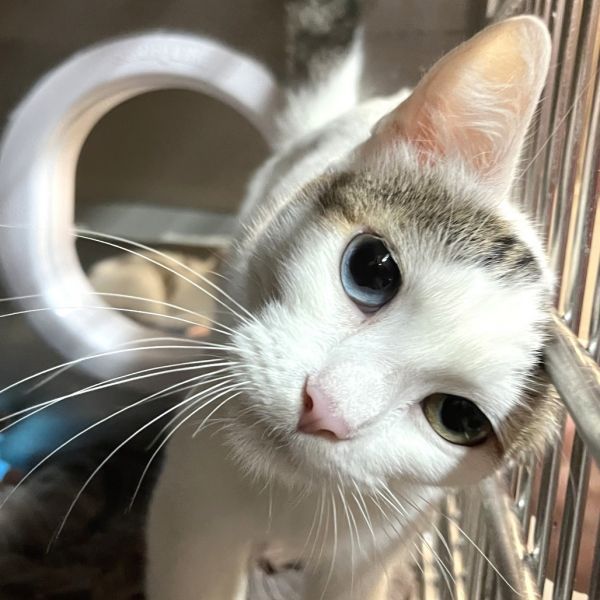 Peggy Hill is a Domestic Short Hair cat, available for adoption in Los Angeles, CA.