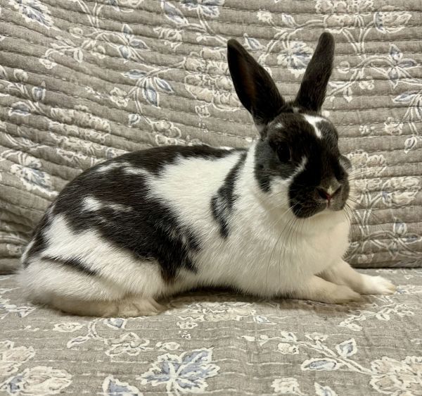 Zara is a Bunny Rabbit mix available for adoption in Southaven, MS.