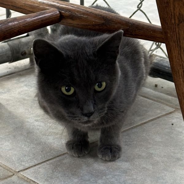 Debit Card is a Domestic Short Hair cat, available for adoption in East Smithfield , PA.