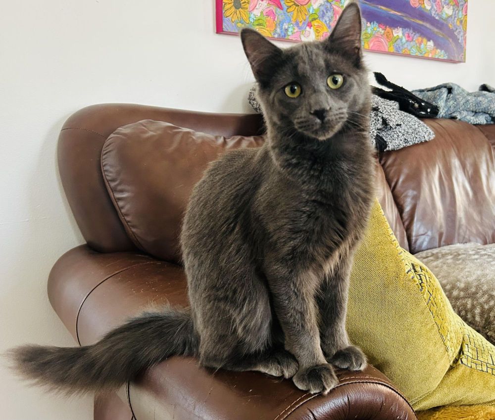 Sampson and Reggie (Bonded pair) is a Domestic Medium Hair cat, available for adoption in Oak Park, MI.