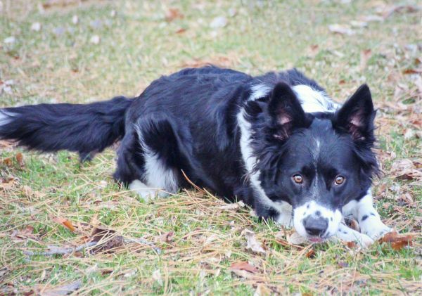 Abbie is a Border Collie mix dog, available for adoption in Twin Falls, ID.
