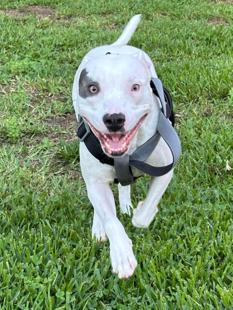 Mimi is a American Bulldog available for adoption in Seattle, WA.