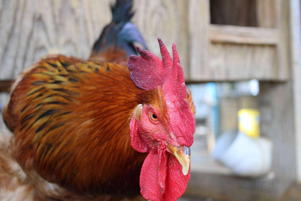 Stompers is a Chicken available for adoption in Indian Trail, NC.