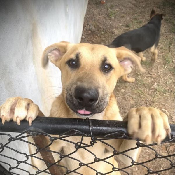 Nala is a Belgian Shepherd / Malinois and Shepherd dog, available for adoption in Dallas, TX.