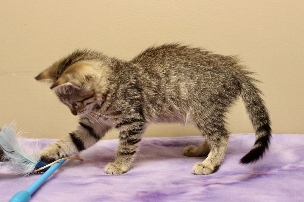 SHIITAKE is a Domestic Short Hair and Tabby cat, available for adoption in Brazil, IN.