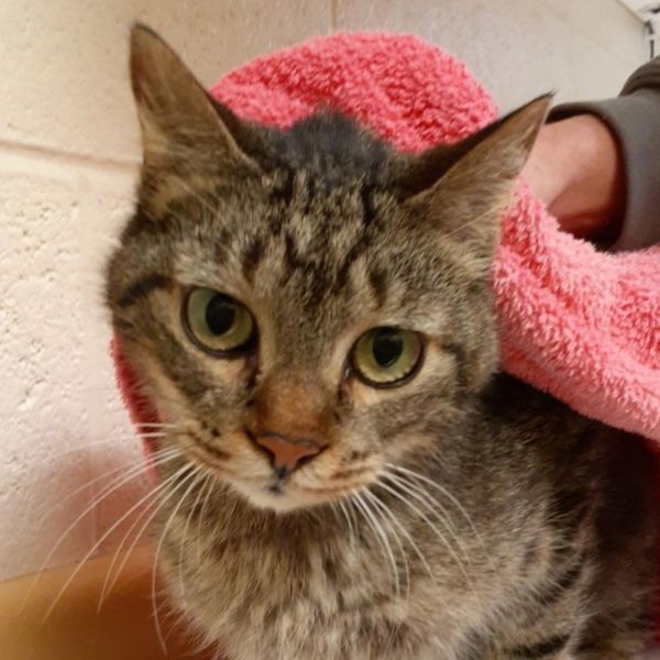 Lissy is a Domestic Short Hair cat, available for adoption in Asheville, NC.