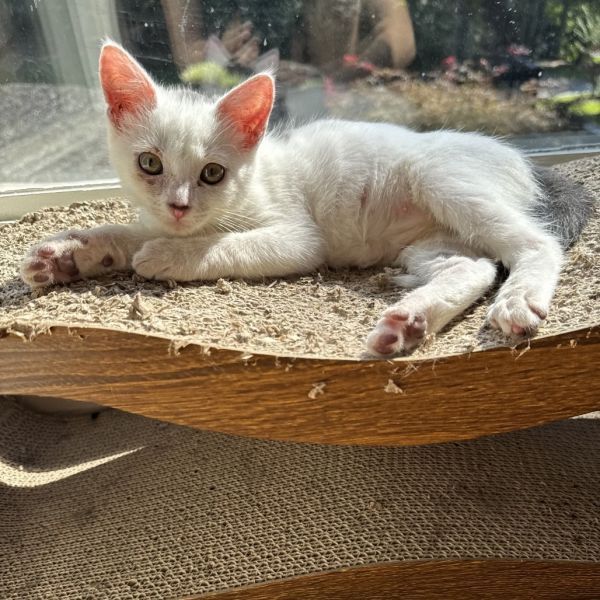 Scout is a Domestic Short Hair cat, available for adoption in Atlanta, GA.