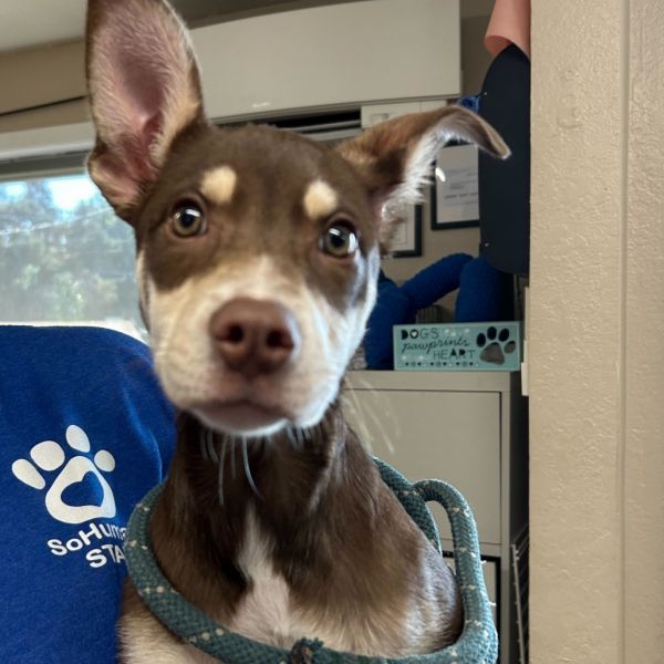 Hera is a Mixed Breed dog, available for adoption in Medford, OR.