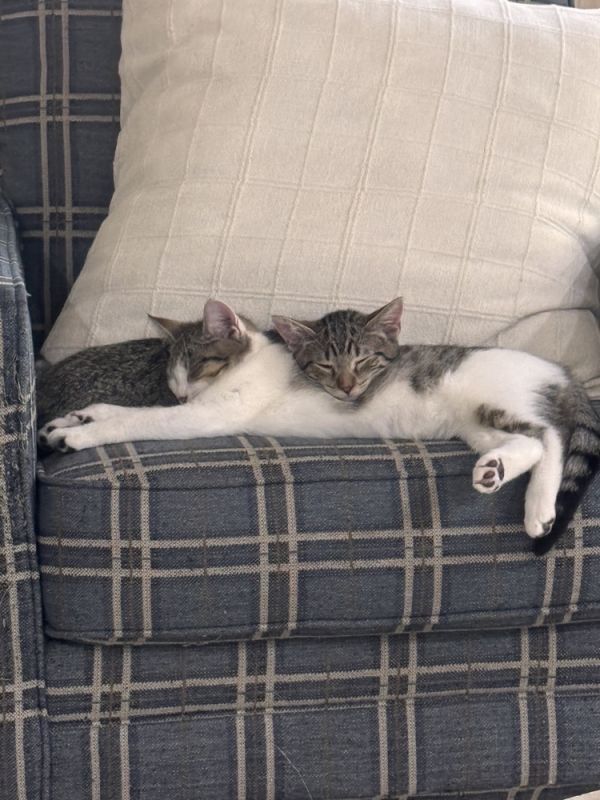 Vinni is a Domestic Short Hair cat, available for adoption in Virginia Beach, VA.