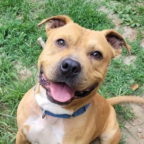 Duke *Sponsored* is a American Bulldog and Pit Bull Terrier available for adoption in Salamanca, NY.