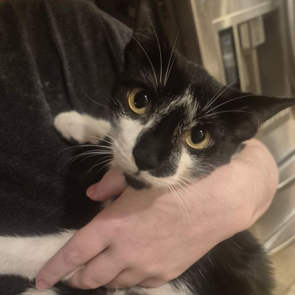 Foxx is a Domestic Short Hair cat, available for adoption in San Antonio, TX.